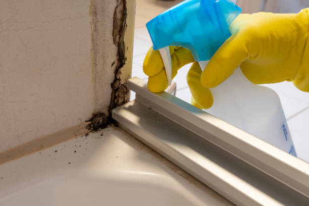 Best Mold Remediation for Specific Building Types in Olive Hill, KY